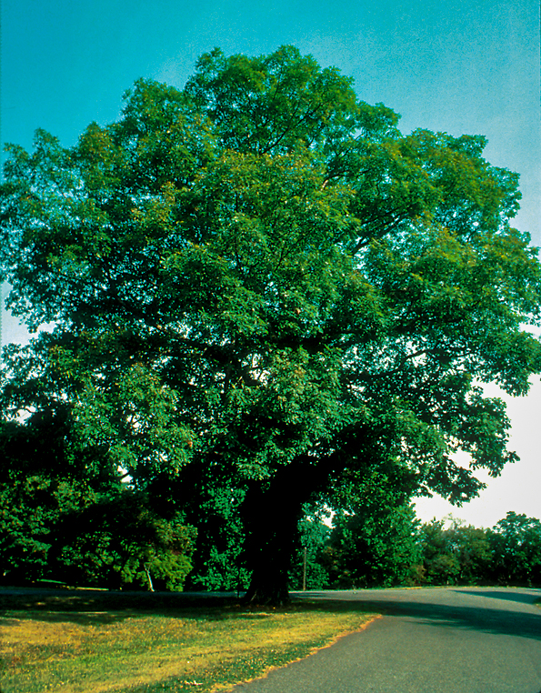 How to identify a bur oak and other Iowa trees | Iowa DNR